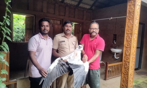 मुर्डी येथे जखमी समुद्री गरुडाची वन विभागाकडून सुटका…