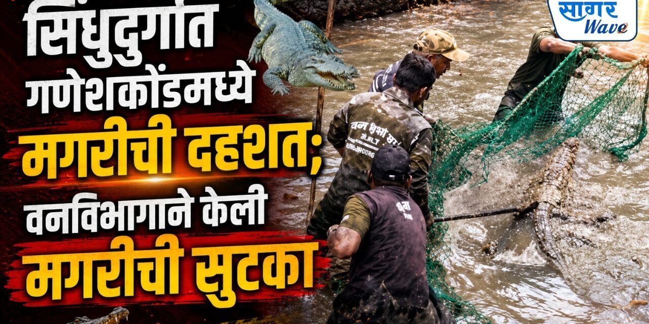 सिंधुदुर्गात गणेशकोंडमध्ये मगरीची दहशत; वनविभागाने केली मगरीची सुटका..