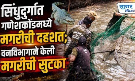 सिंधुदुर्गात गणेशकोंडमध्ये मगरीची दहशत; वनविभागाने केली मगरीची सुटका..