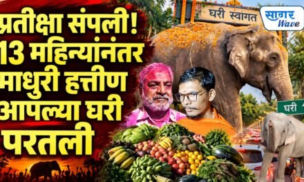 प्रतीक्षा संपली! 13 महिन्यांनंतर माधुरी हत्तीण आपल्या घरी परतली..