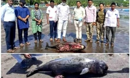 हर्णे किनाऱ्यावर एकाच दिवशी दोन ‘इंडो-पॅसिफिक फिनलेस पॉर्पोईज’ मृतावस्थेत आढळले; मृत्यूचे कारण अस्पष्ट