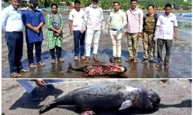 हर्णे किनाऱ्यावर एकाच दिवशी दोन ‘इंडो-पॅसिफिक फिनलेस पॉर्पोईज’ मृतावस्थेत आढळले; मृत्यूचे कारण अस्पष्ट