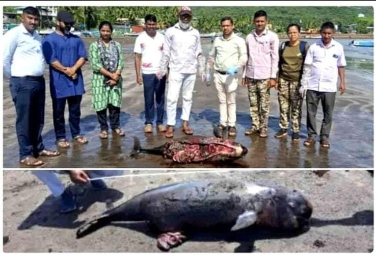 हर्णे किनाऱ्यावर एकाच दिवशी दोन ‘इंडो-पॅसिफिक फिनलेस पॉर्पोईज’ मृतावस्थेत आढळले; मृत्यूचे कारण अस्पष्ट
