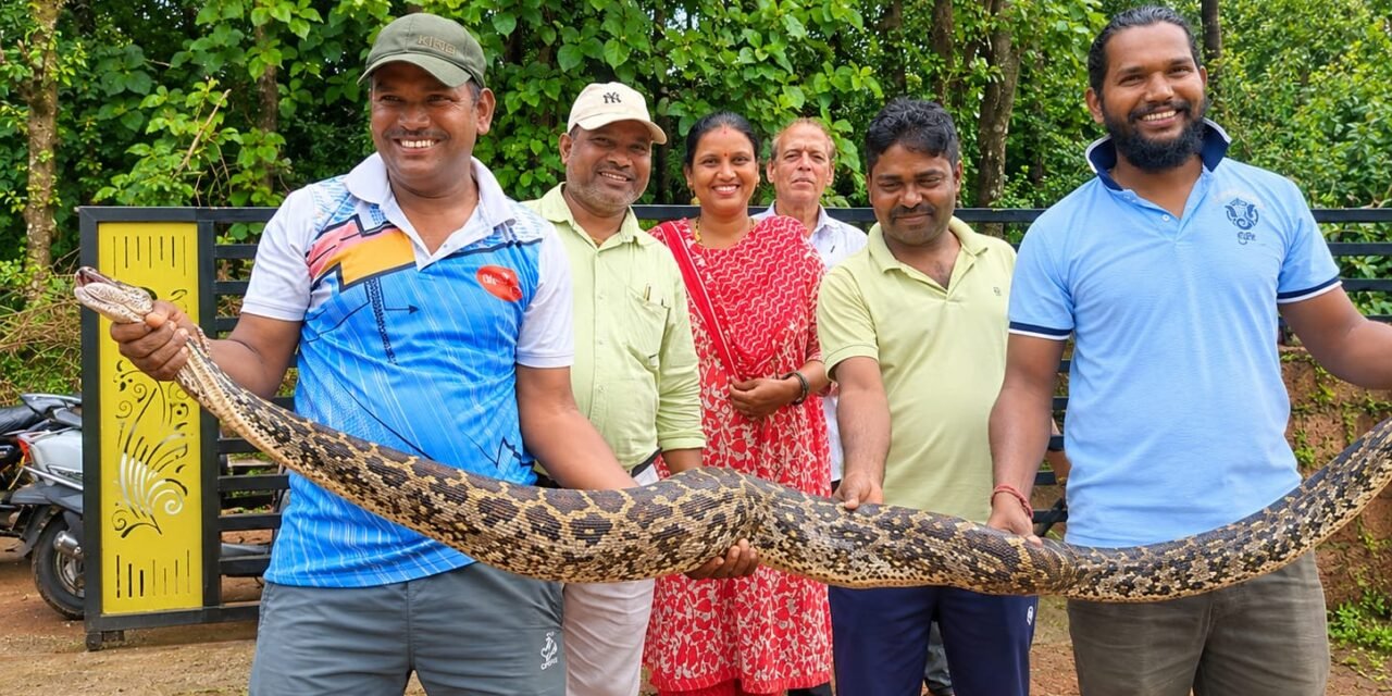 कोंबड्यांच्या खुराड्यात शिरला ९ फुटांचा अजगर; चार कोंबड्या फस्त, सर्पमित्राकडून सुखरूप सुटका…