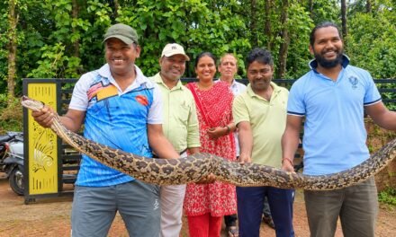 कोंबड्यांच्या खुराड्यात शिरला ९ फुटांचा अजगर; चार कोंबड्या फस्त, सर्पमित्राकडून सुखरूप सुटका…