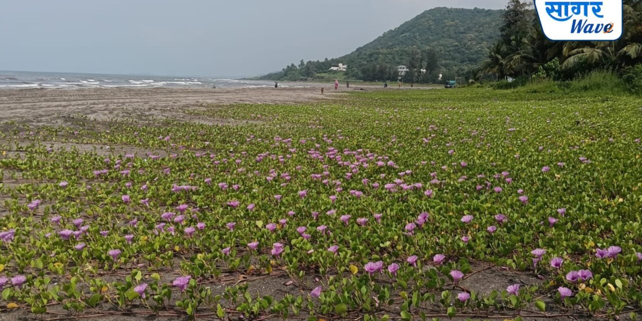समुद्रकिनाऱ्यांचे संरक्षक कवच वाचवण्यासाठी कर्दे ग्राम पंचायतचा पुढाकार!दापोलीच्या किनारपट्टी संवर्धनासाठी ‘मारवेल’ वाचवा उपक्रम..