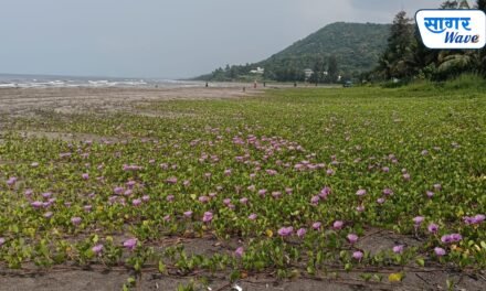 समुद्रकिनाऱ्यांचे संरक्षक कवच वाचवण्यासाठी कर्दे ग्राम पंचायतचा पुढाकार!दापोलीच्या किनारपट्टी संवर्धनासाठी ‘मारवेल’ वाचवा उपक्रम..