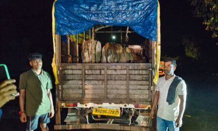 लांजा येथे बैलांची दाटीवाटीने वाहतूक; दोघांवर गुन्हा दाखल…